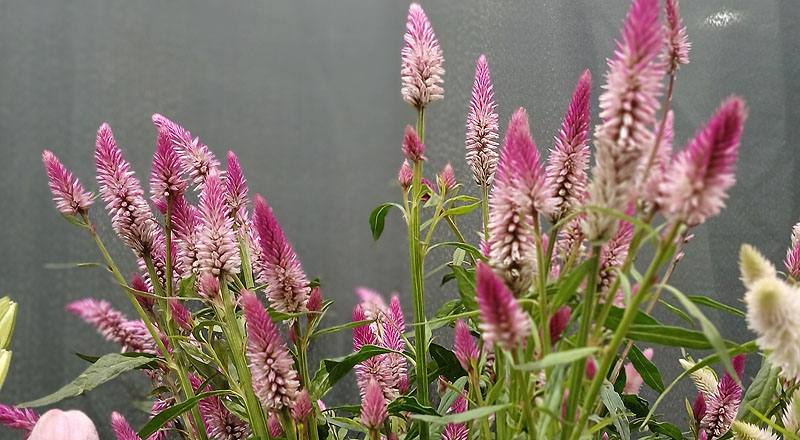 槍型雞冠花  第 3 張圖片