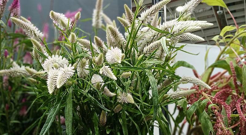 槍型雞冠花  第 2 張圖片