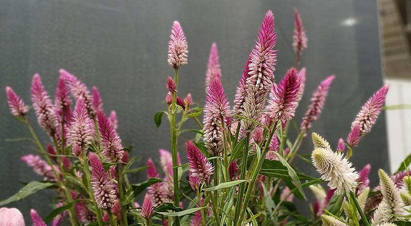 槍型雞冠花  第 4 張圖片