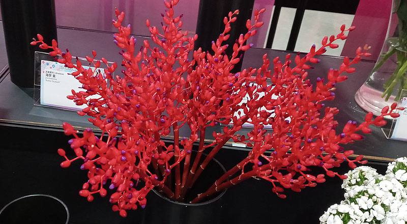 其它花卉珊瑚鳳梨花材實拍圖