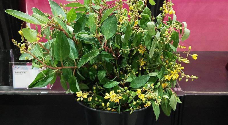 其它花卉黃色花材實拍圖