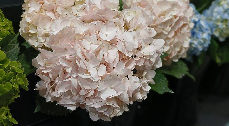 繡球花粉花材實拍圖