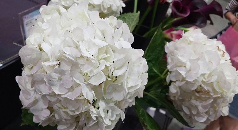 繡球花白花材實拍圖