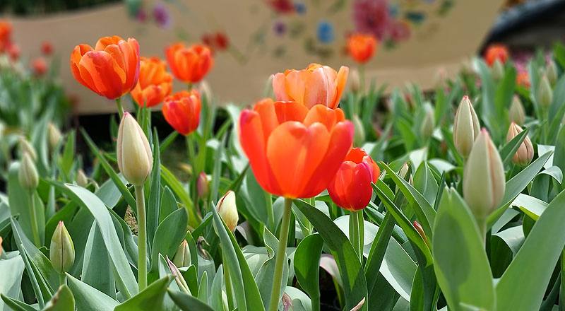 鬱金香混色花材實拍圖