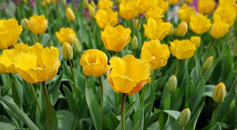 鬱金香黃色花材實拍圖