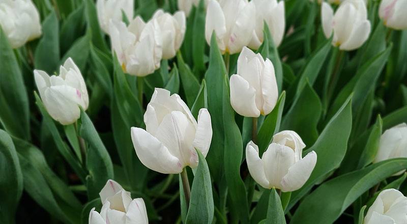 鬱金香白色花材實拍圖