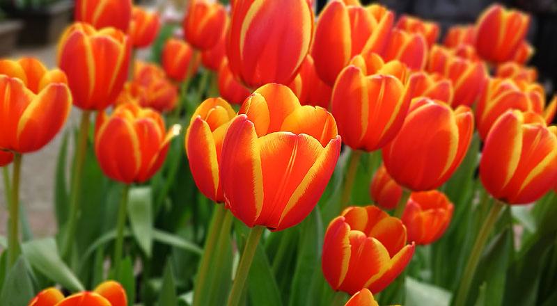 鬱金香 雙色 實拍圖片2