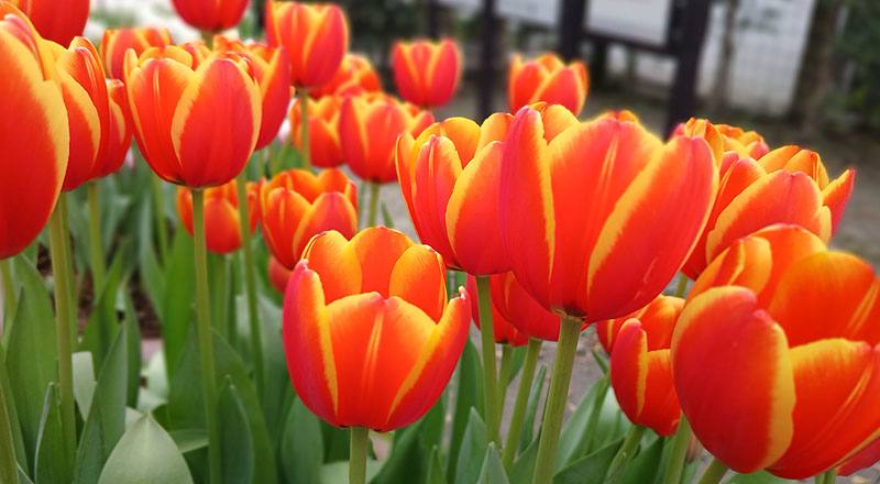 鬱金香 雙色 實拍圖片10