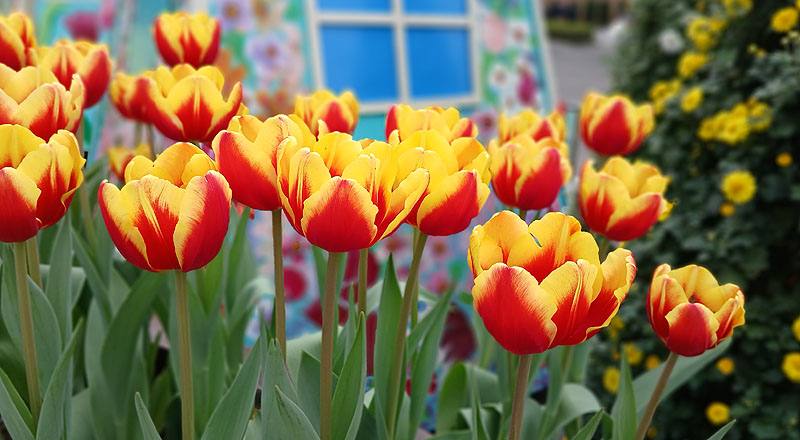 鬱金香 雙色 實拍圖片15