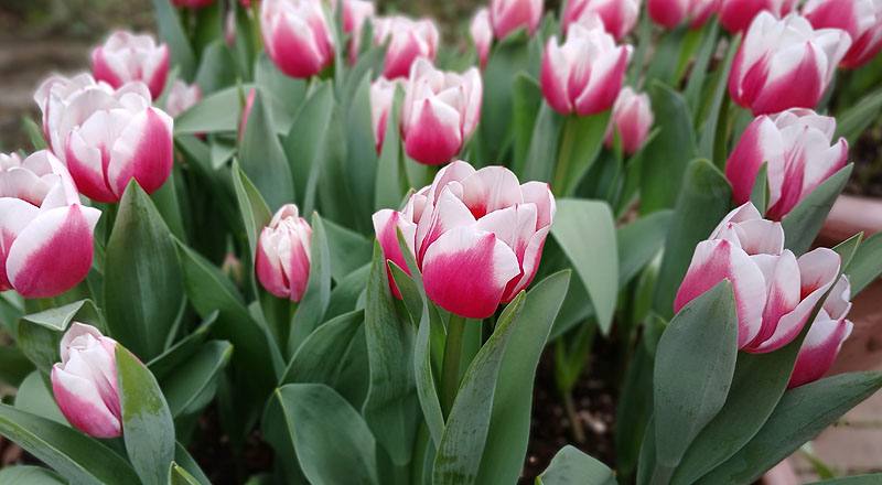 鬱金香 雙色 實拍圖片13