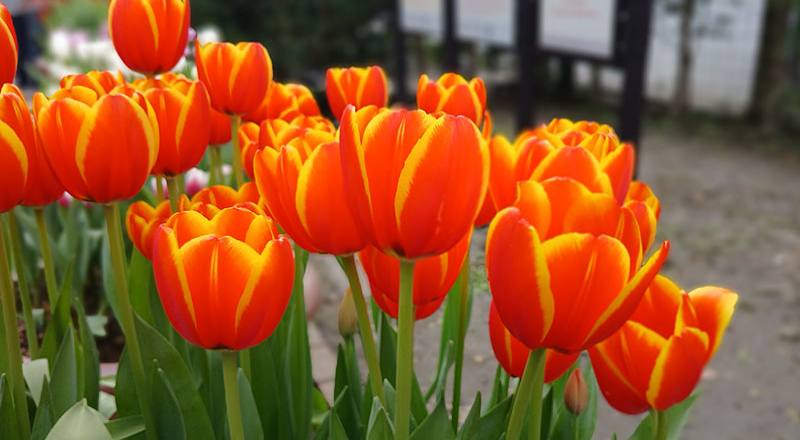 鬱金香 雙色 實拍圖片9