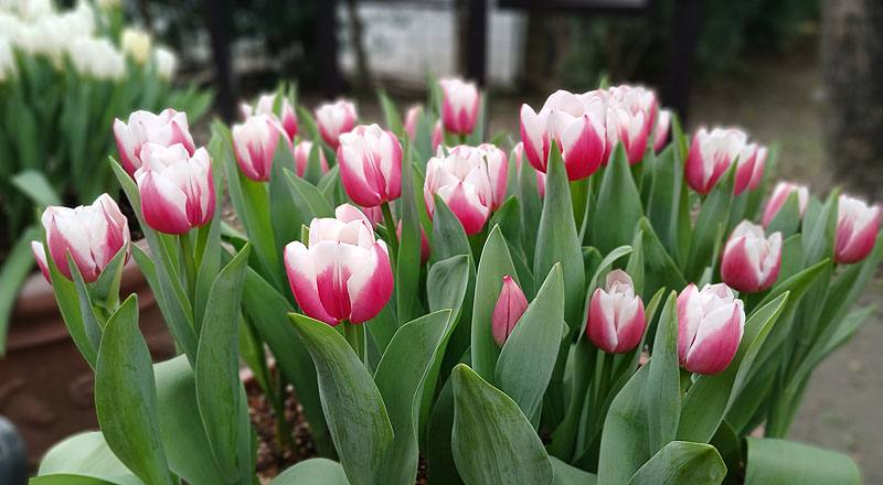 鬱金香 雙色 實拍圖片11