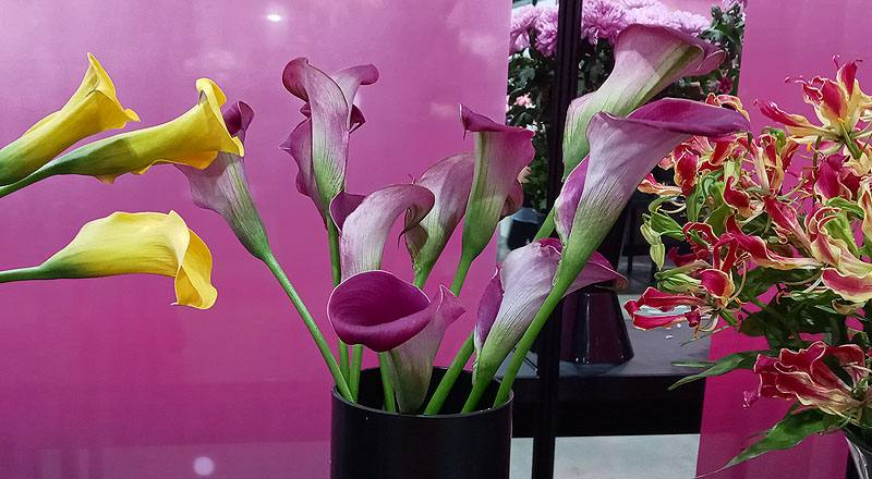 海芋粉花材實拍圖