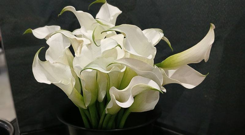 海芋白花材實拍圖