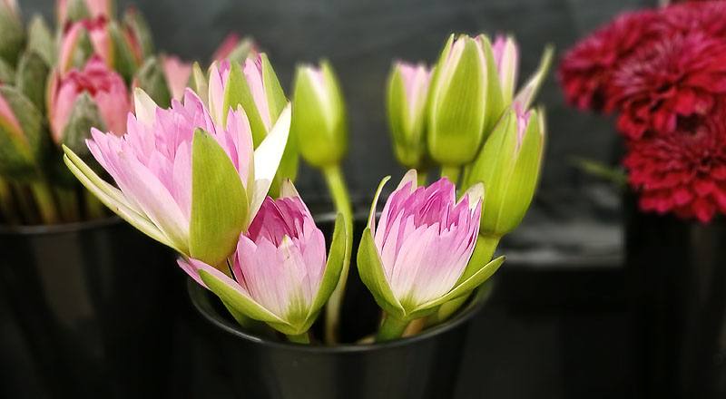 其它花卉睡蓮花材實拍圖