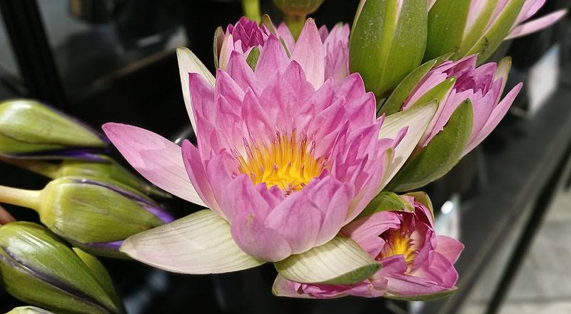 睡蓮  第 5 張圖片