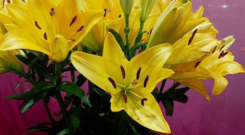 姬百合 黃 實拍圖片6