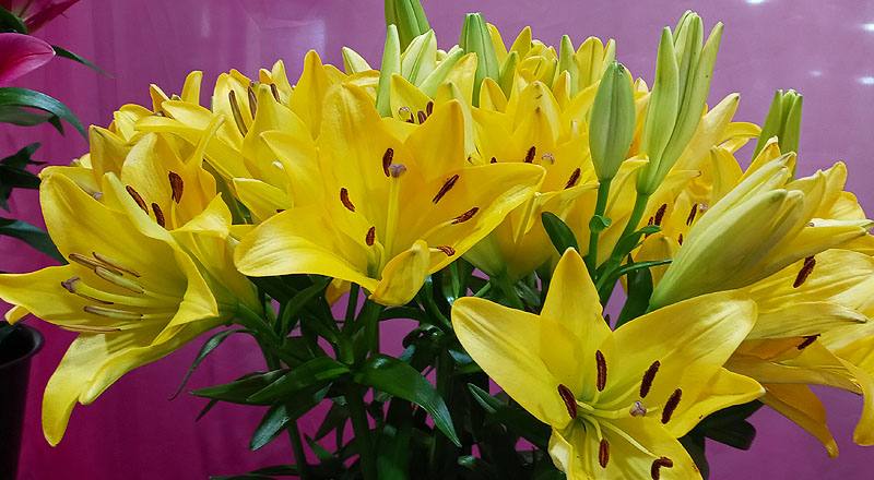 姬百合 黃 實拍圖片4