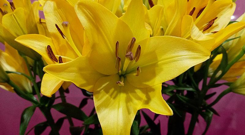 姬百合 黃 實拍圖片5