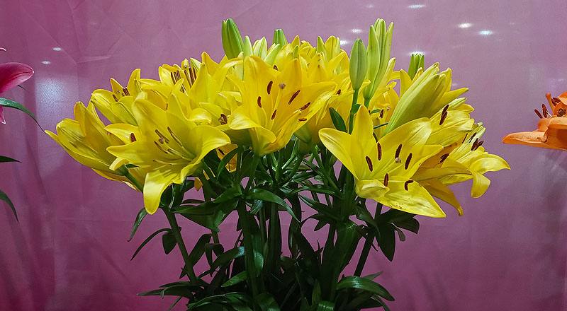 姬百合 黃 實拍圖片2