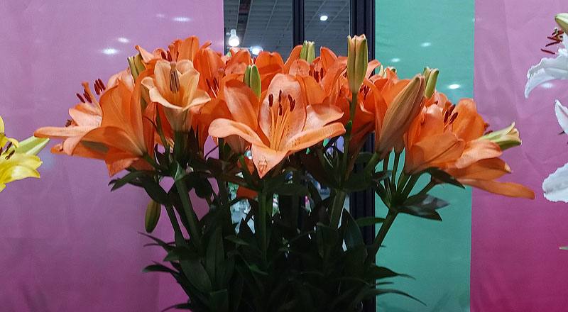 百合花橙花材實拍圖