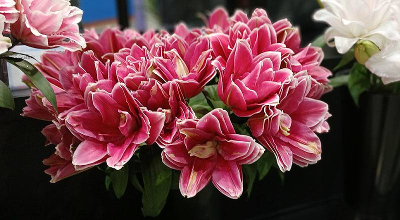 百合花紅三朵花材實拍圖