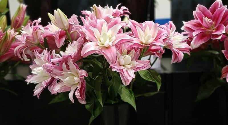 百合花粉花材實拍圖