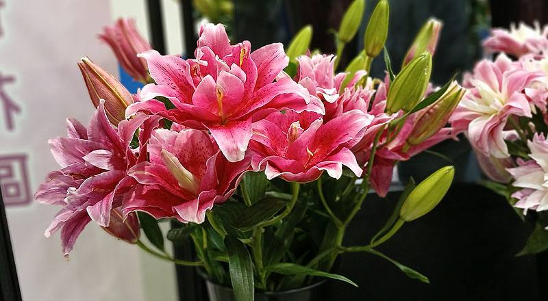 百合花達琳達三朵花材實拍圖