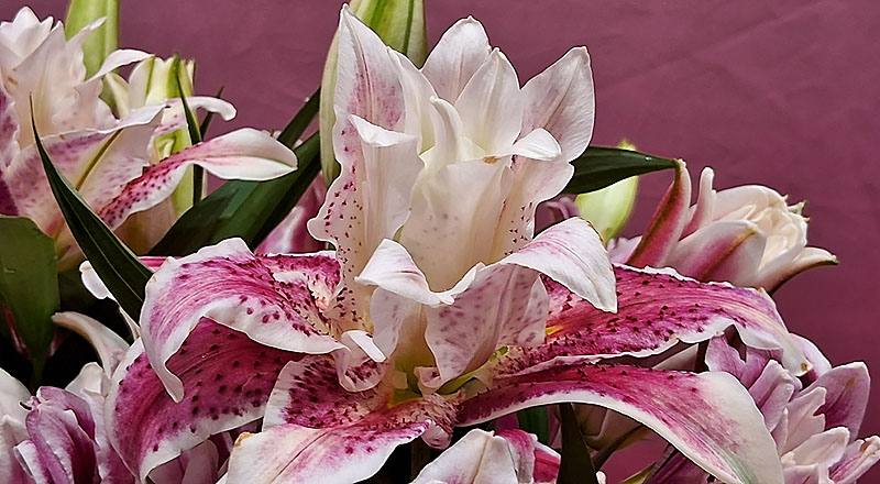 重瓣百合 莎曼莎 實拍圖片6