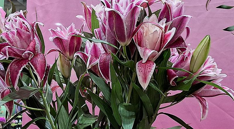 重瓣百合 莎曼莎 實拍圖片2