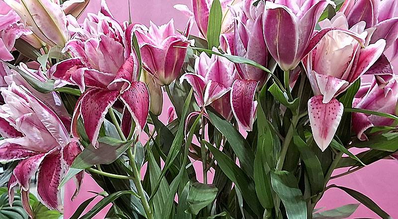 重瓣百合 莎曼莎 實拍圖片1