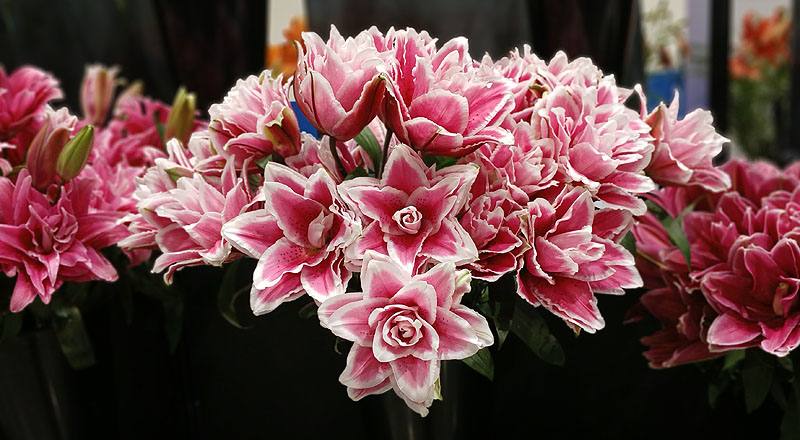 百合花莎曼莎三朵花材實拍圖