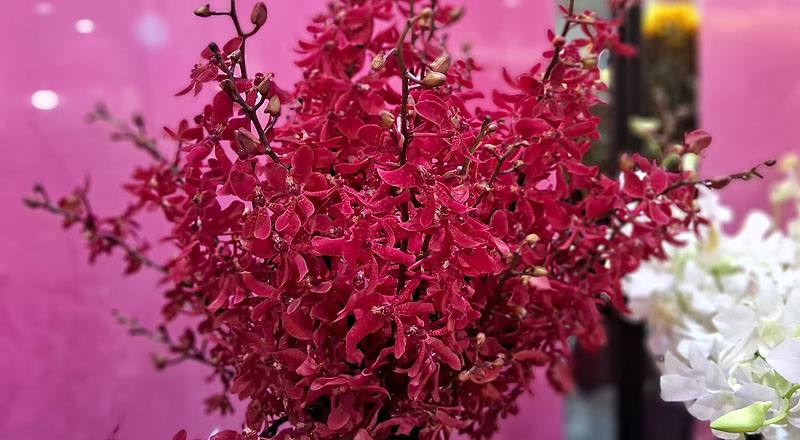 蘭花曼谷火焰花材實拍圖