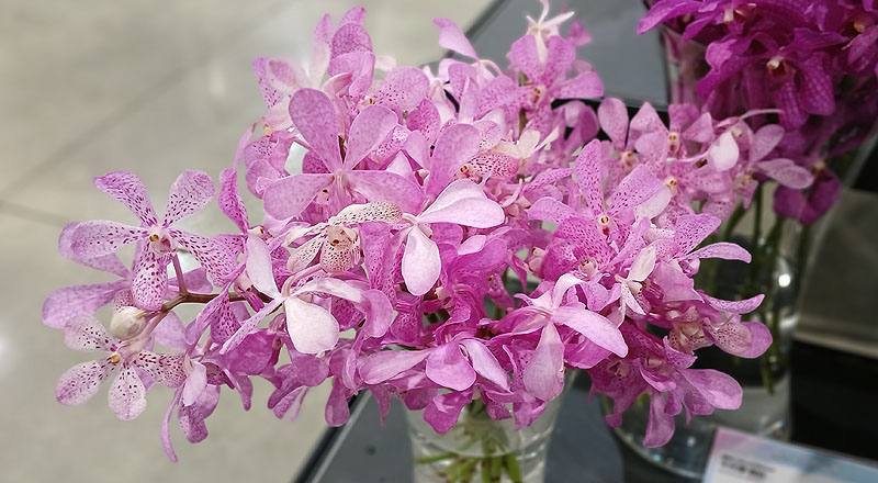 蘭花千代蘭花材實拍圖