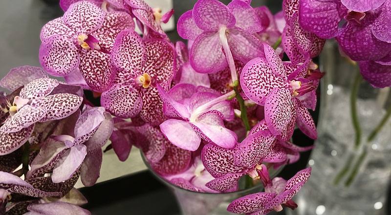 蘭花萬代蘭花材實拍圖