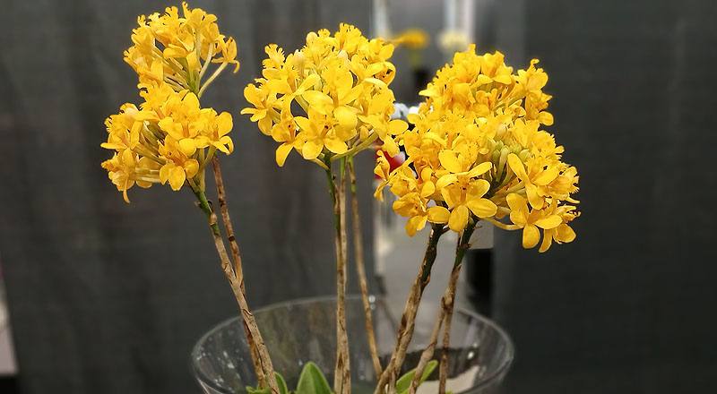 樹蘭  第 4 張圖片