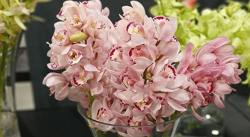 蘭花大輪粉花材實拍圖