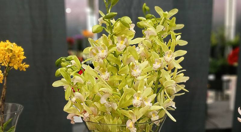 蘭花中輪綠花材實拍圖