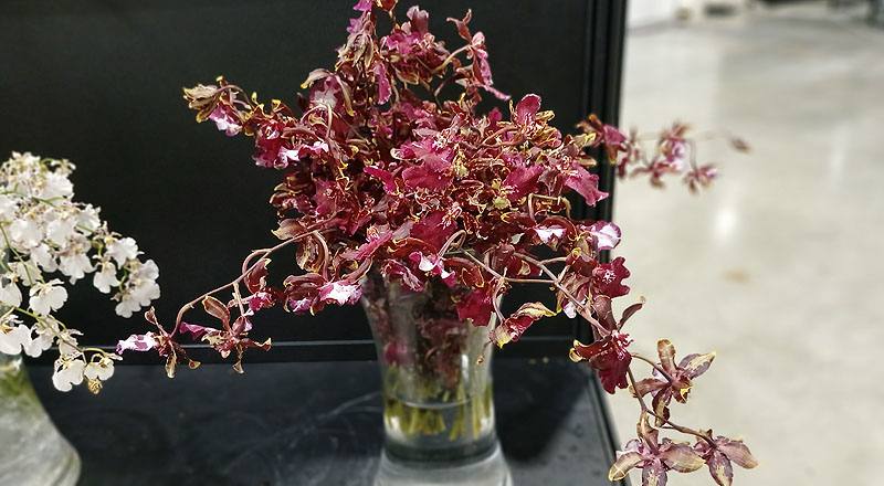 蘭花愛琳娜花材實拍圖