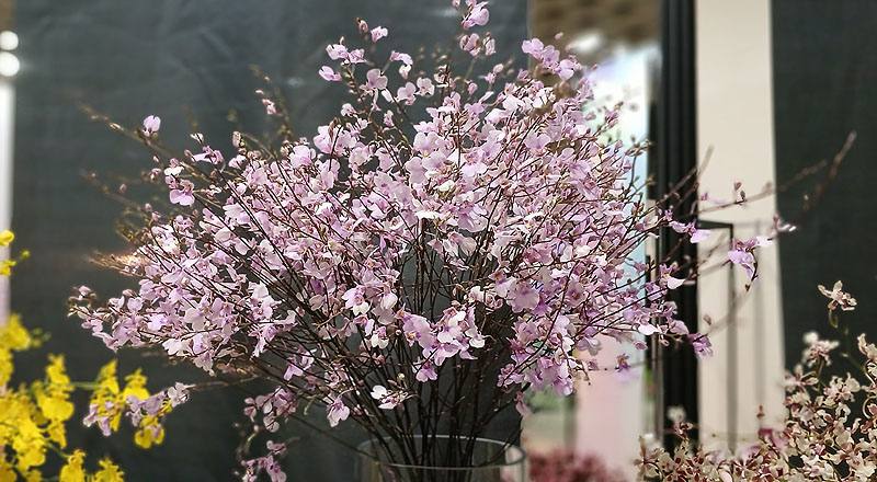 蘭花馥蘭朵花材實拍圖