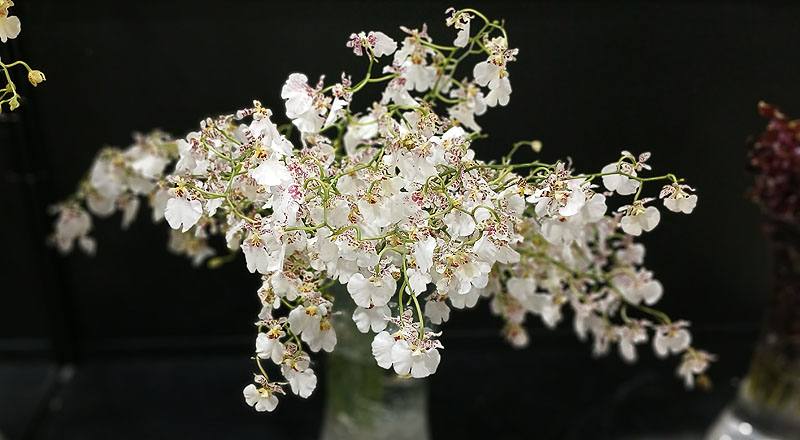 蘭花白雪花材實拍圖