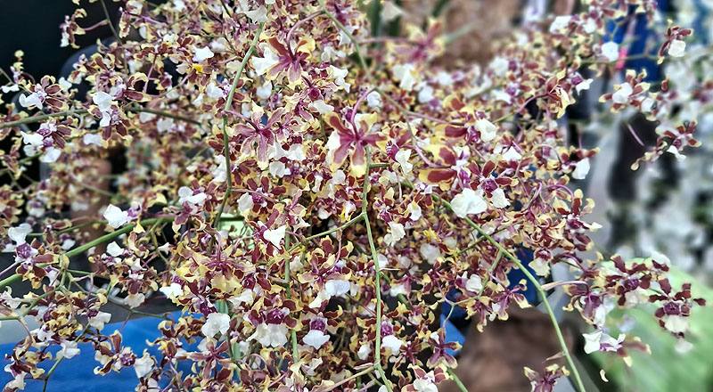 文心蘭 雪櫻紅 實拍圖片7