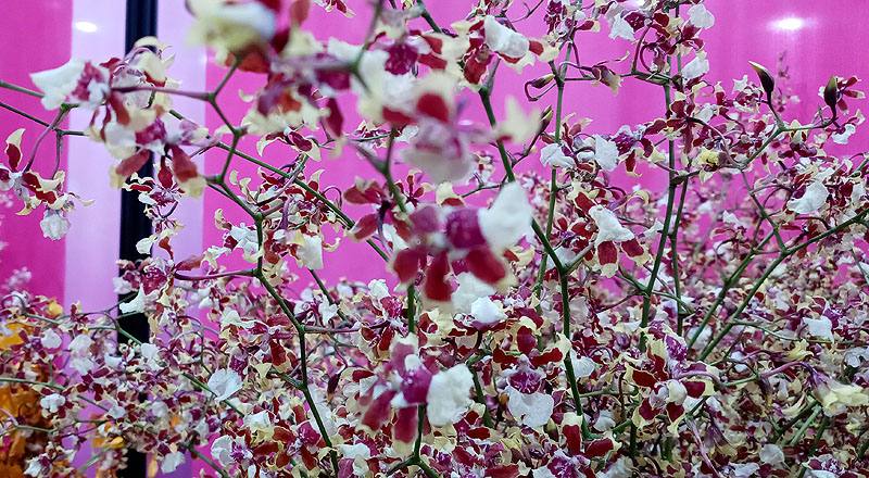 文心蘭 雪櫻紅 實拍圖片3