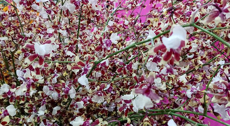 文心蘭 雪櫻紅 實拍圖片6