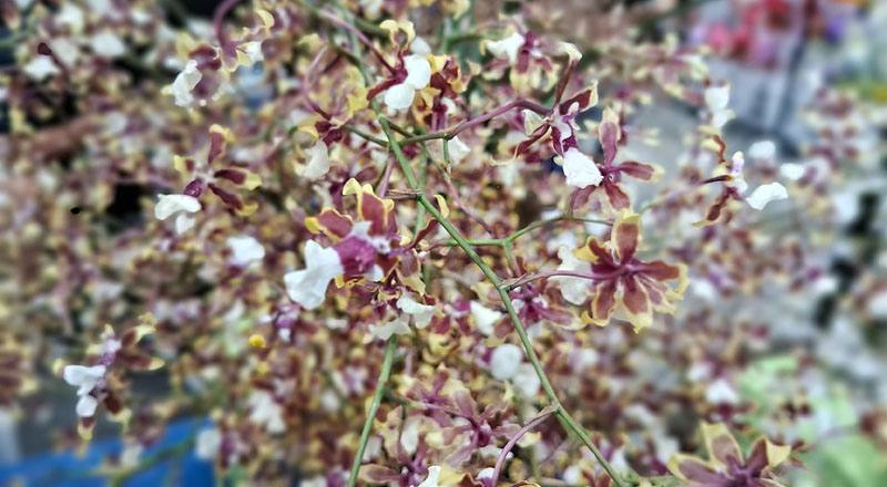 文心蘭 雪櫻紅 實拍圖片8