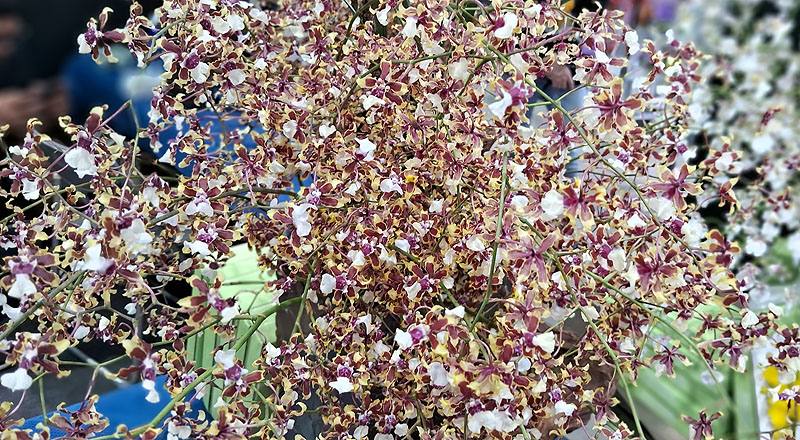 文心蘭 雪櫻紅 實拍圖片9