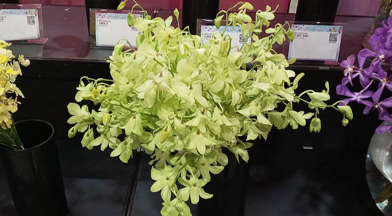 蘭花綠花材實拍圖