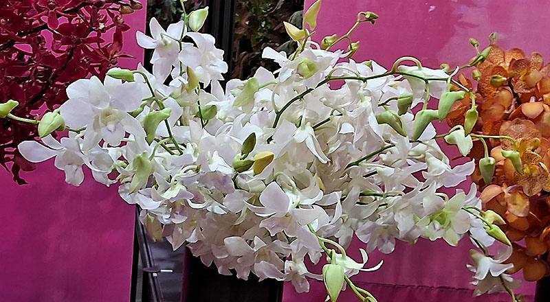 石斛蘭 白 實拍圖片1