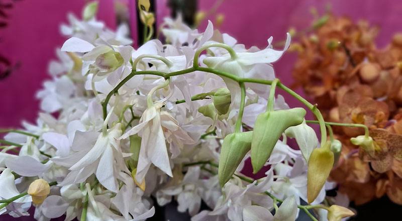 石斛蘭 白 實拍圖片6