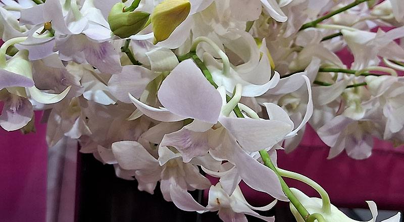 石斛蘭 白 實拍圖片2